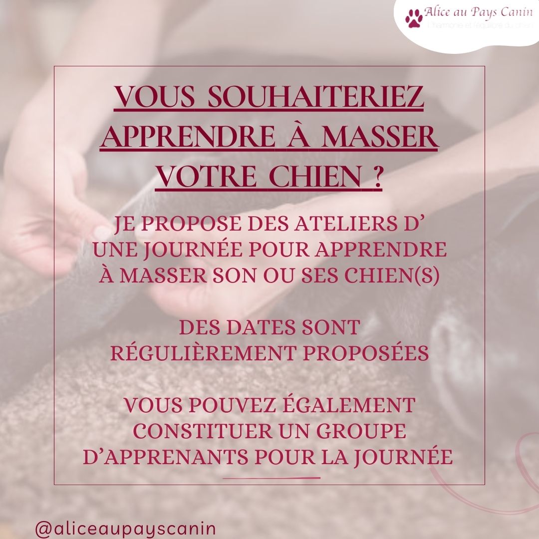 Le massage canin : un accompagnement au bien-être 
