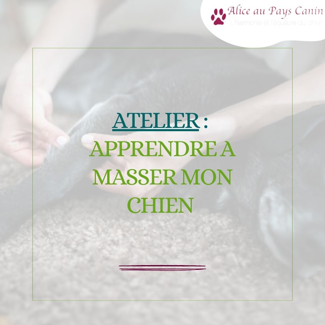 Atelier: apprendre à masser mon chien