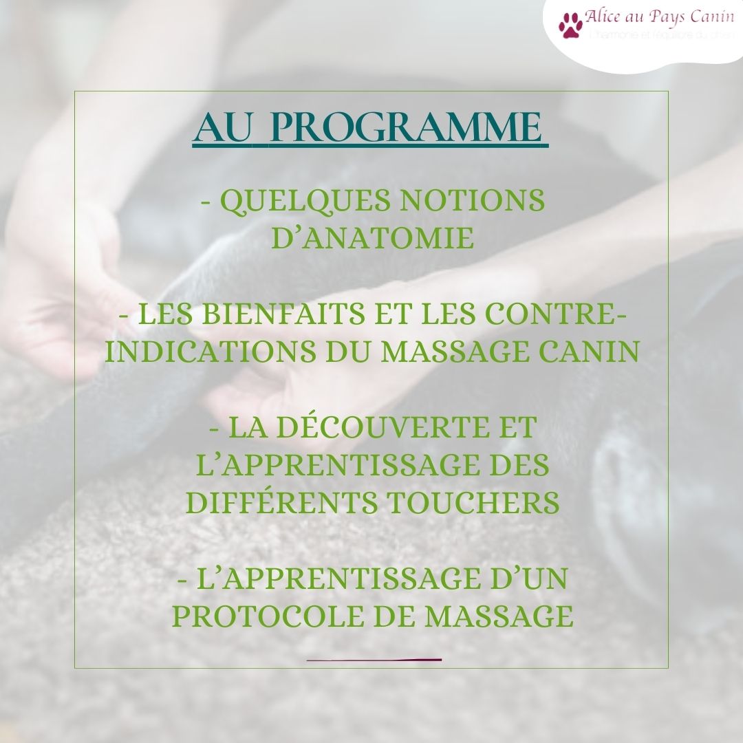 Atelier: apprendre à masser mon chien