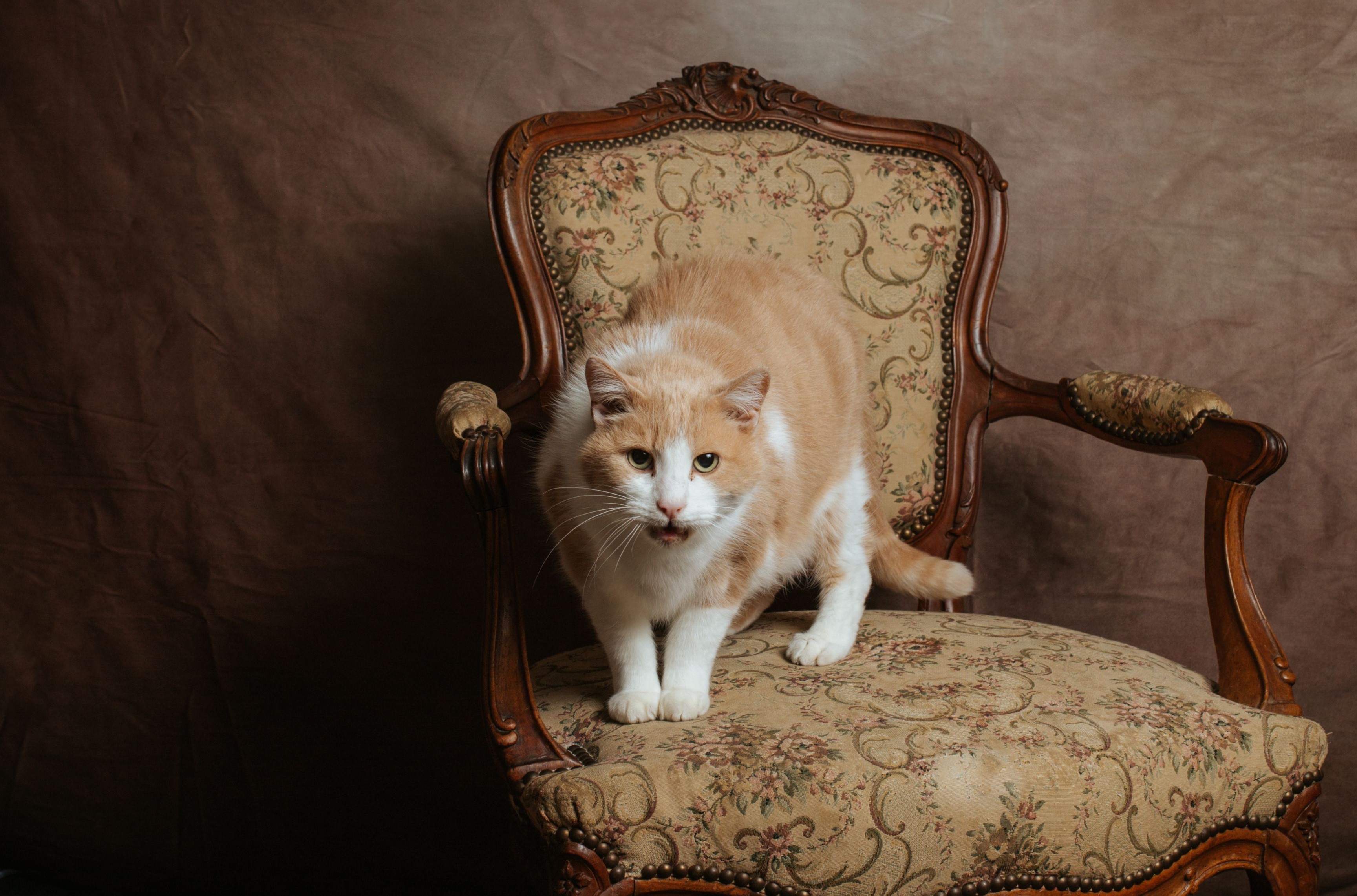 Chipeur en pet-sitting à Falaise