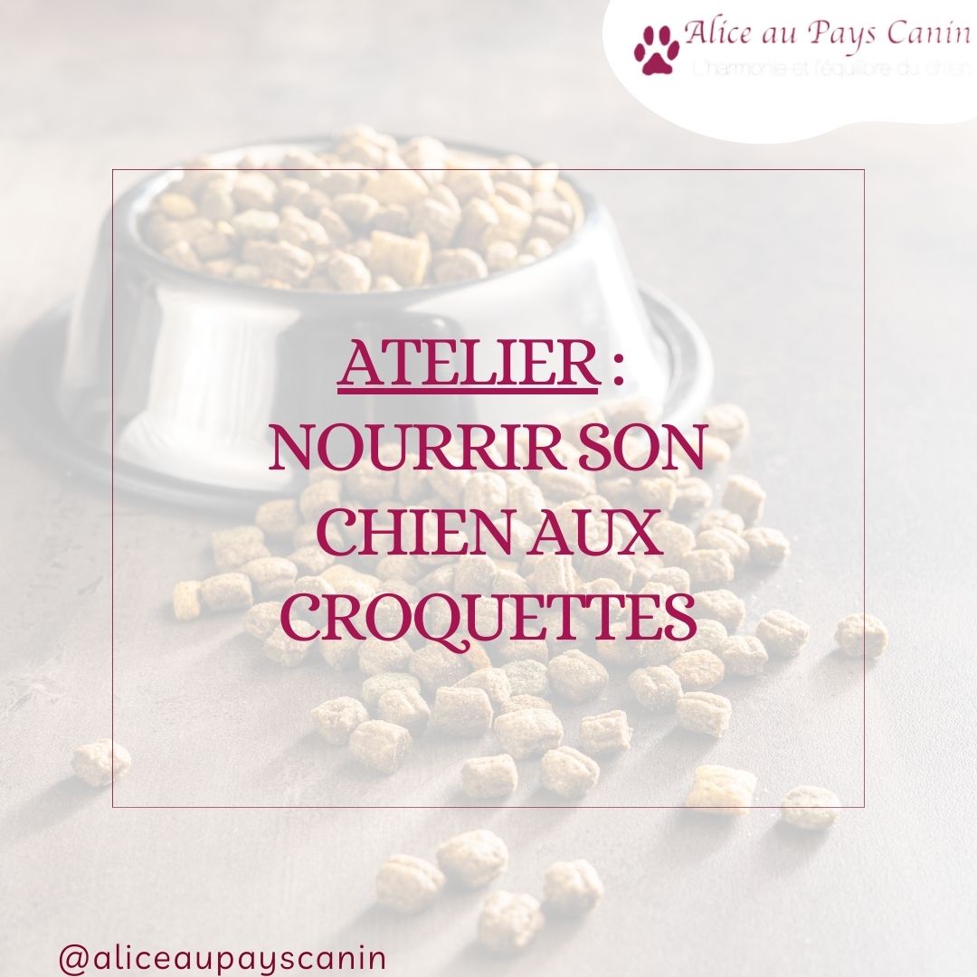 Atelier : nourrir mon chien aux croquettes