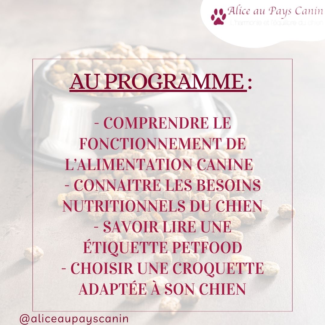 Atelier : nourrir mon chien aux croquettes
