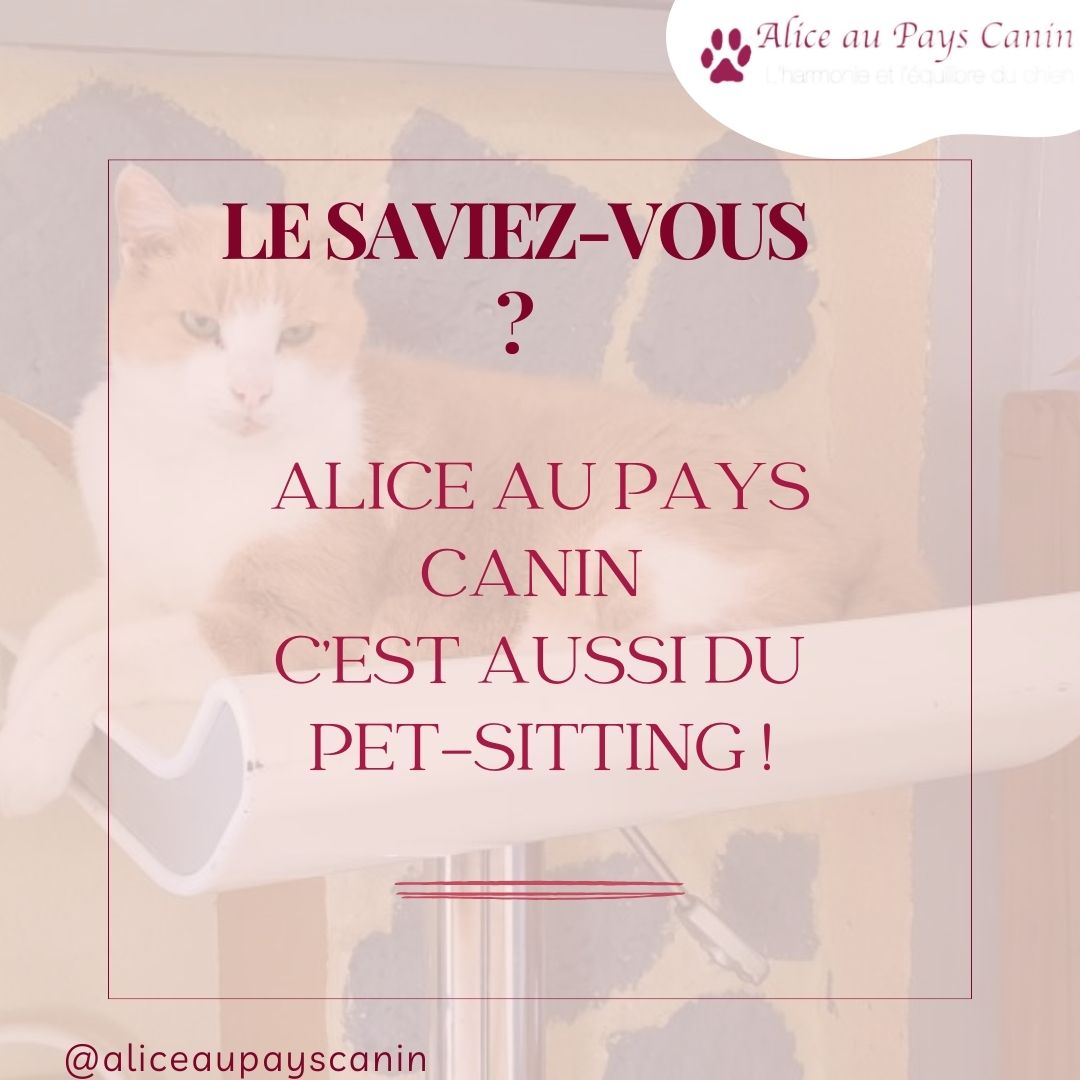 Pet-sitting : promenenades et garde à domicile