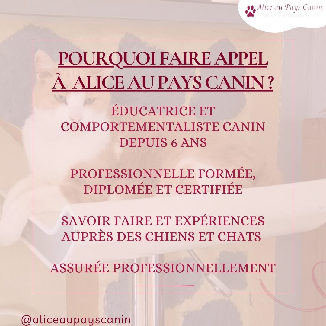 Pet-sitting : promenenades et garde à domicile