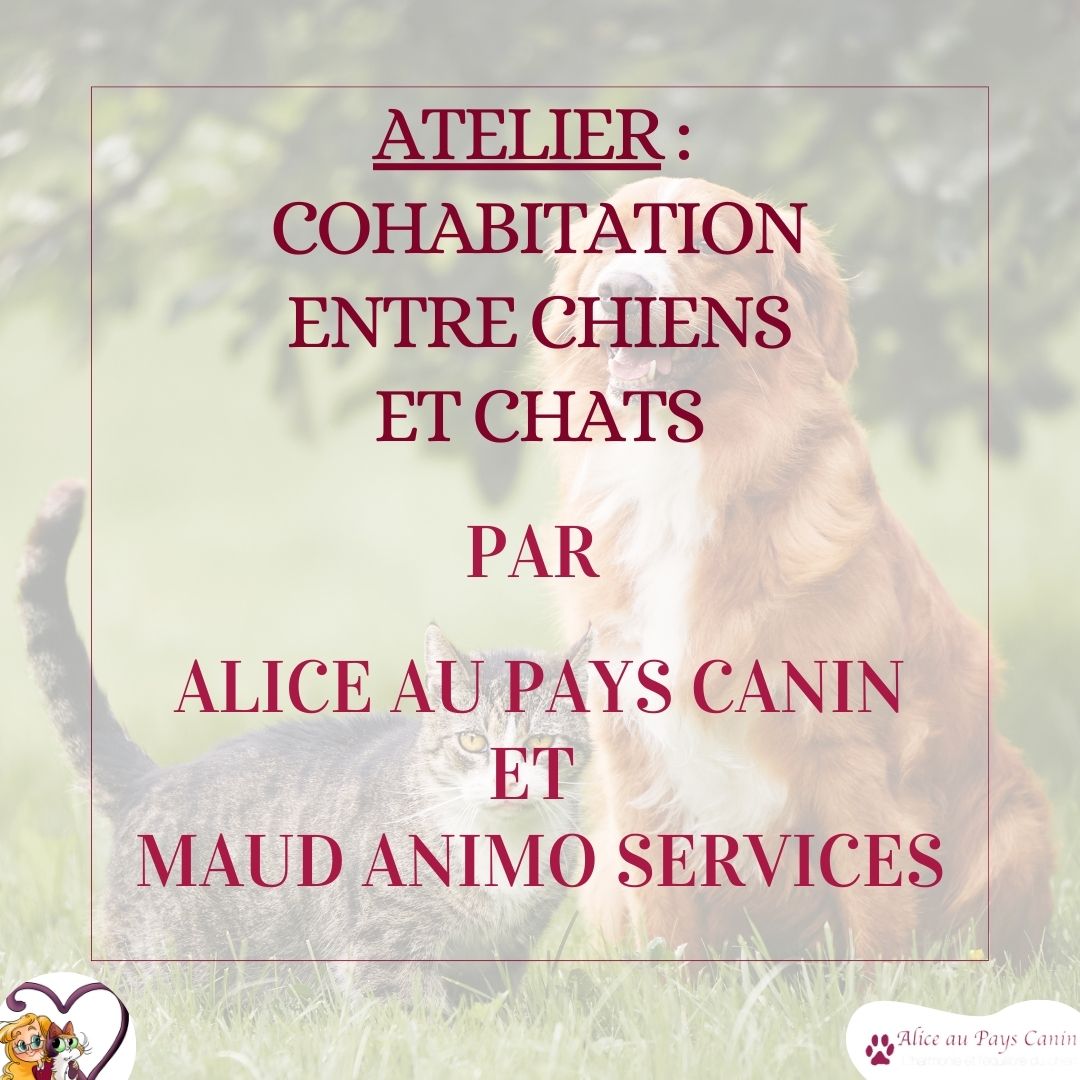 Nouveau : atelier spécial chien-chat !