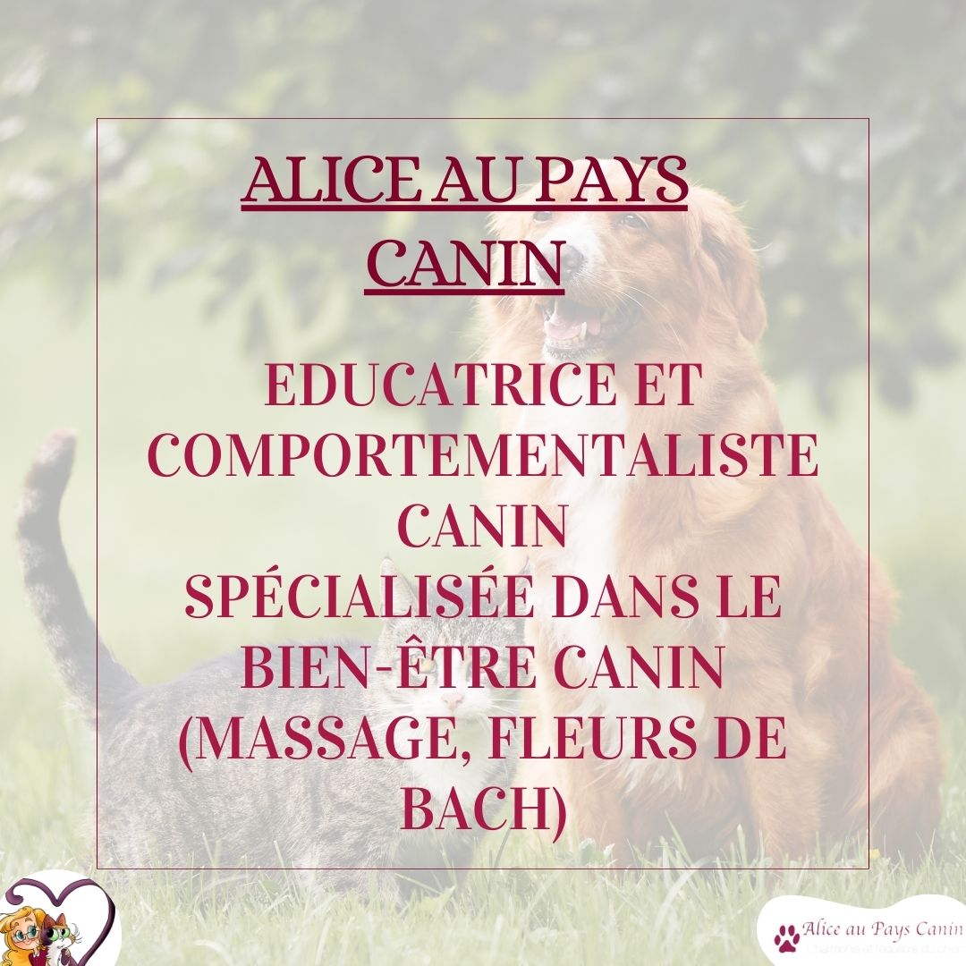 Nouveau : atelier spécial chien-chat !