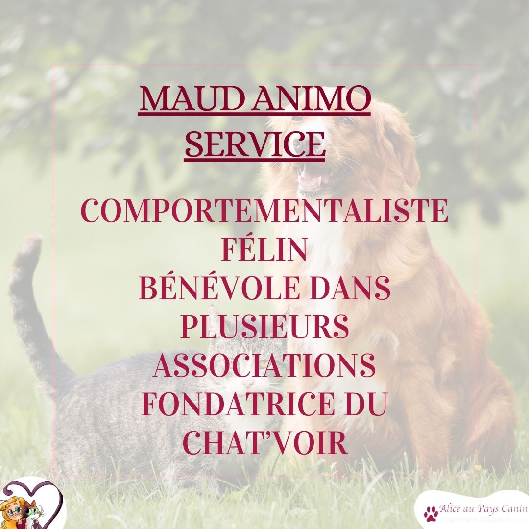 Nouveau : atelier spécial chien-chat !