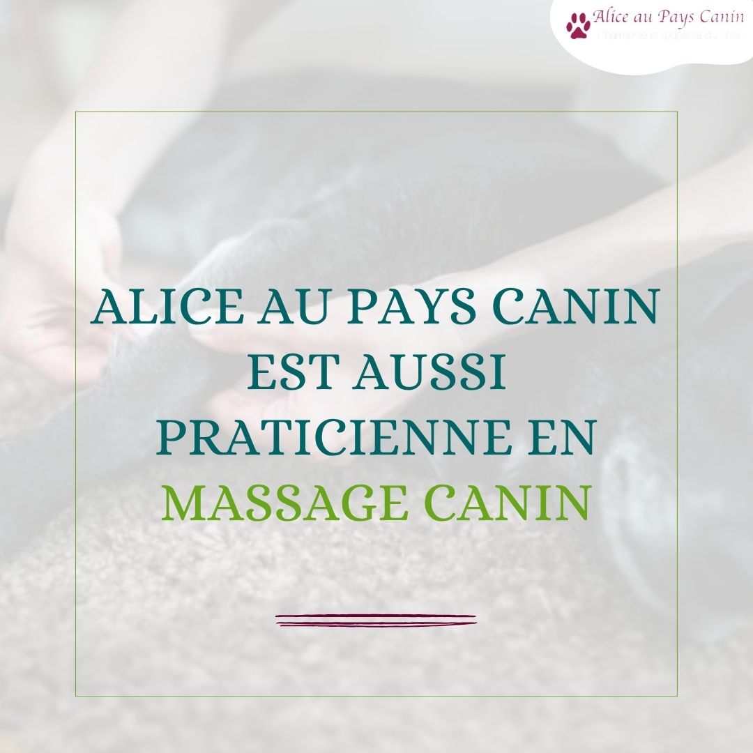 Faire masser ou apprendre à masser mon chien