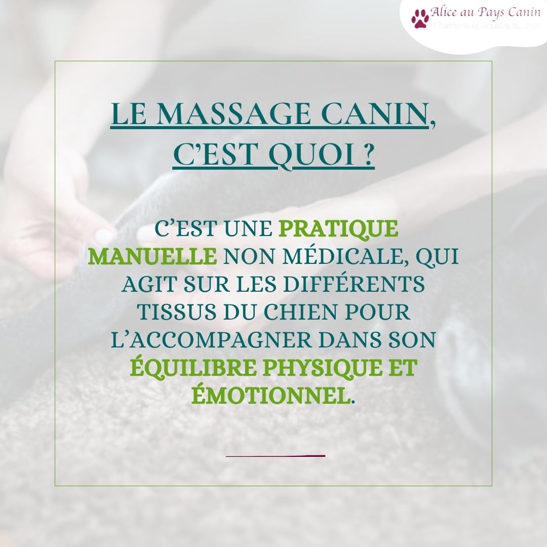 Faire masser ou apprendre à masser mon chien