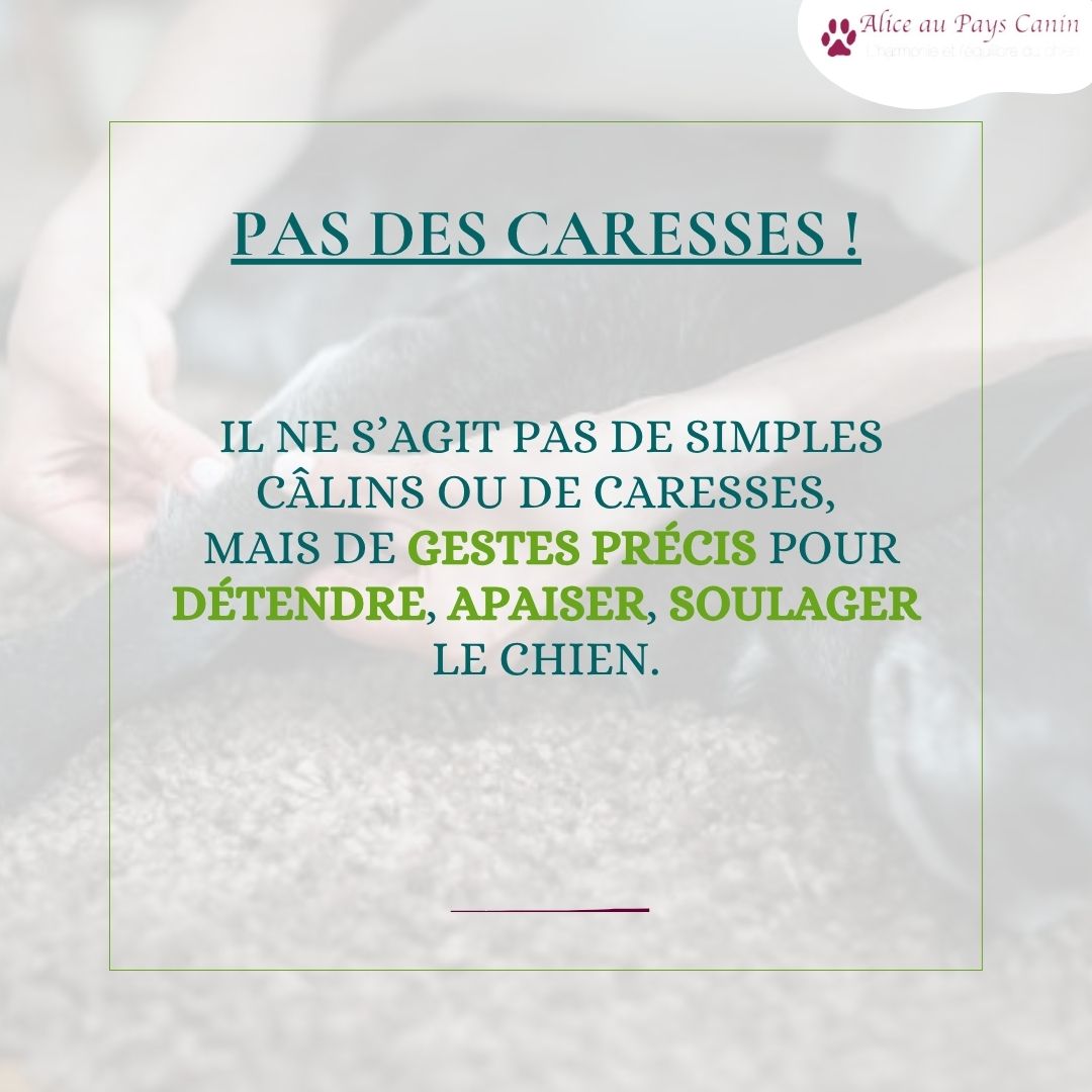 Faire masser ou apprendre à masser mon chien