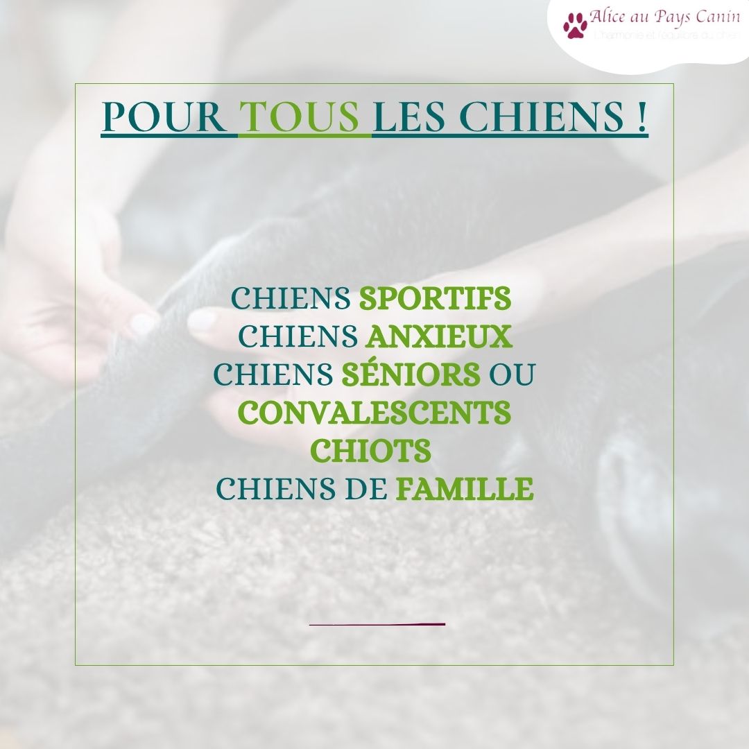 Faire masser ou apprendre à masser mon chien