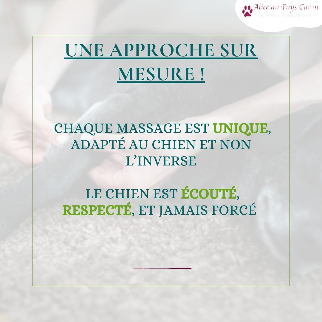 Faire masser ou apprendre à masser mon chien