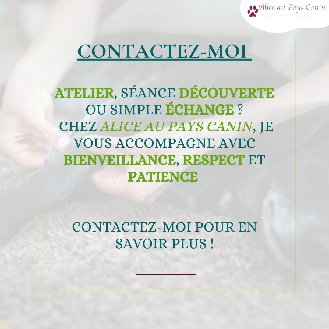 Faire masser ou apprendre à masser mon chien