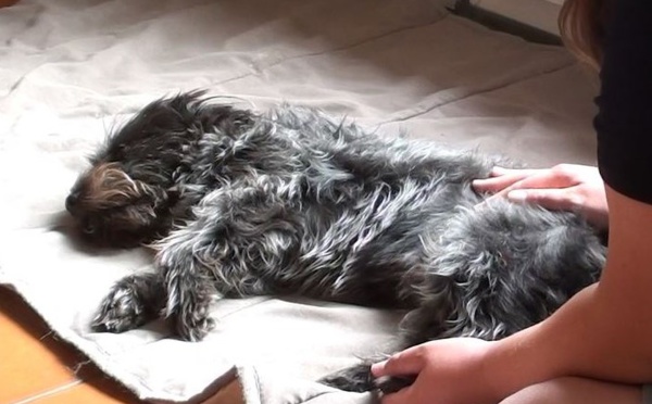 Moment de détente pour son chien à Caen, Falaise