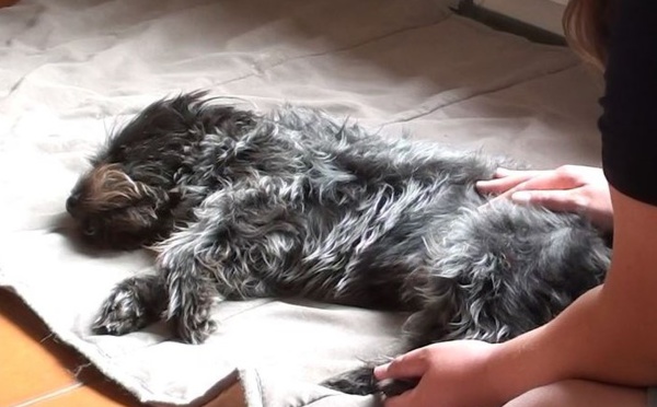 Offrir un massage à mon chien