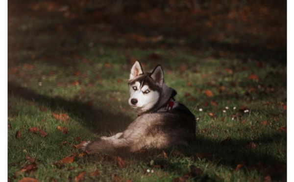Bien choisir son chien avant de l'accueillir à Caen /Crédit photo : Cécile Schuhmann