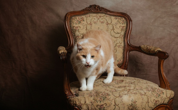 Chipeur en pet-sitting à Falaise