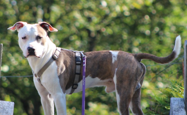 Promener son chien de catégorie dans le Calvados grâce à l'attestation d'aptitude
