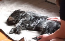 Massage canin