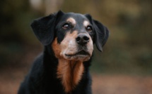 Ils témoignent sur leur expérience avec Alice au Pays Canin