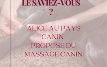 Le massage canin : un accompagnement au bien-être 