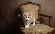 Pet-sitting: visites à domicile et promenades