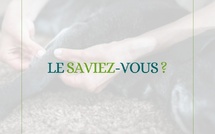 Faire masser ou apprendre à masser mon chien