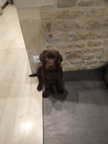 Pepper